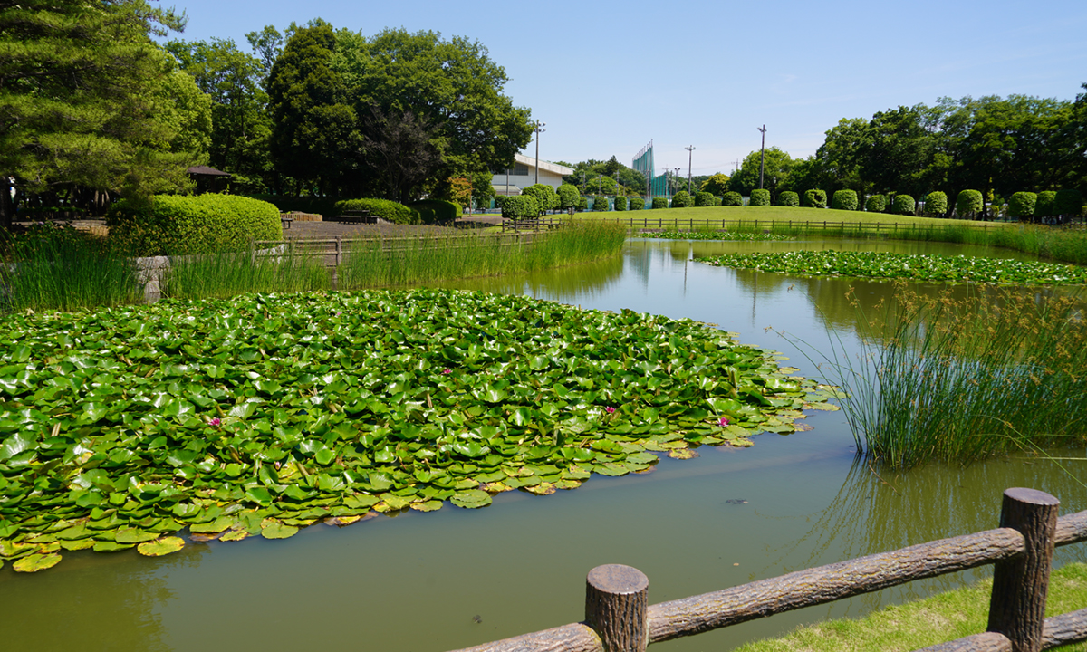 茨城県八千代町の八千代町民公園のスイレン池の北側方向様子