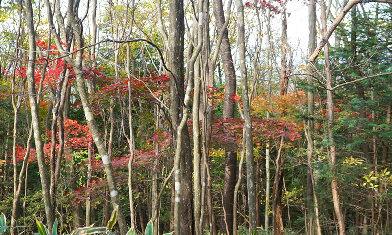 八溝山中腹・金性水入口付近の紅葉状況