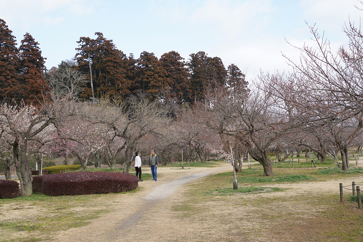 偕楽園拡張部の窈窕梅林付近の白梅の開花状況