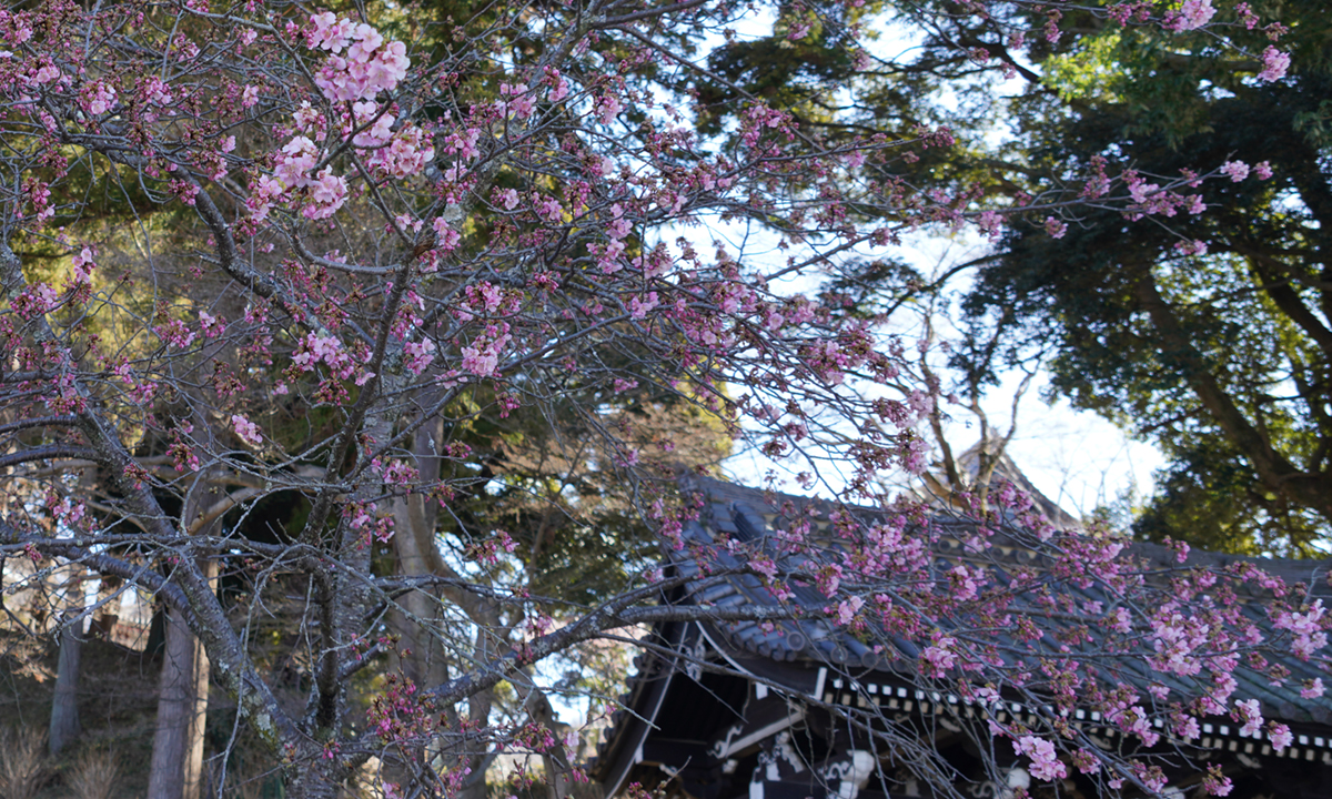 山門わきの河津桜の開花状況