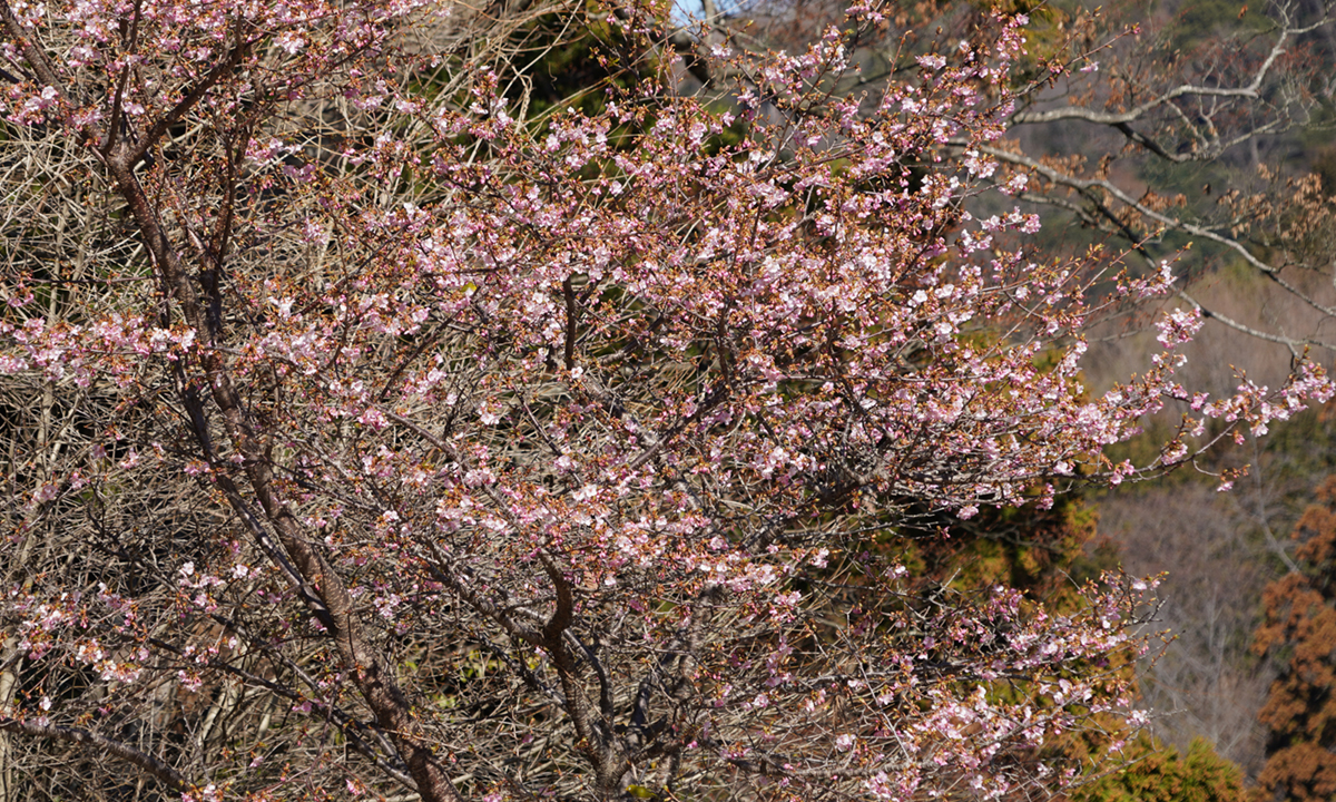 駐車場南側の川津桜の開花状況