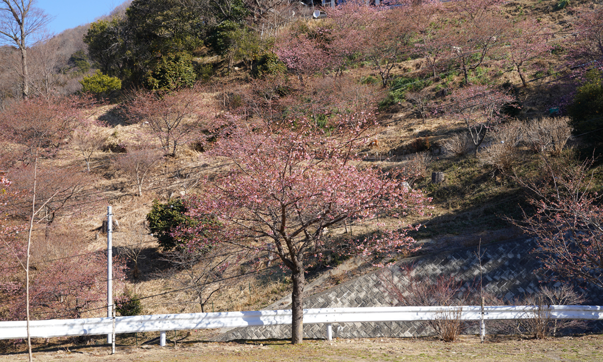 茨城県桜川市の雨引観音の河津桜の開花の様子