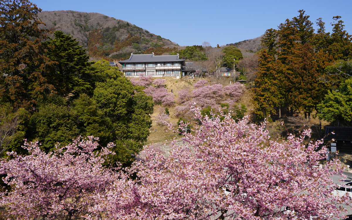 雨引観音の山門前駐車場の南側丘からのj河津桜