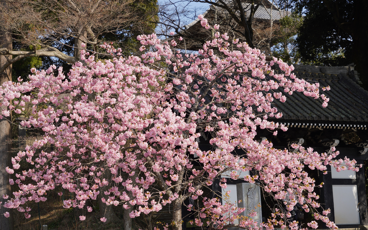 桜川市の雨引観音の山門横の河津桜