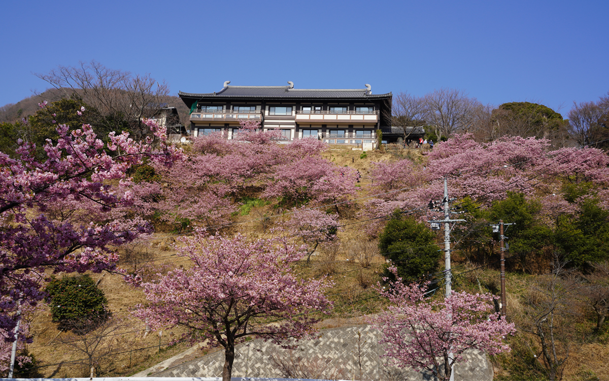 茨城県桜川市の雨引観音の駐車場からの河津桜の斜面