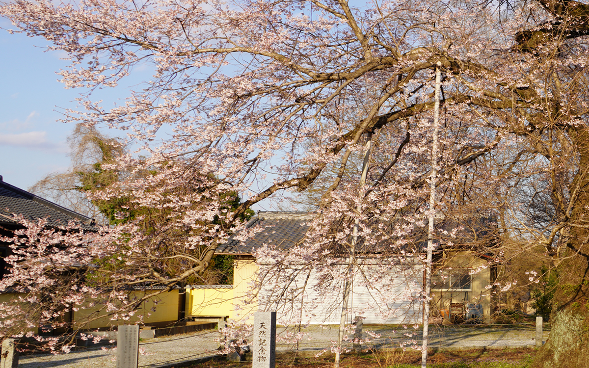 歓喜寺の江戸彼岸桜をし西側（本堂前）から開花状況写真