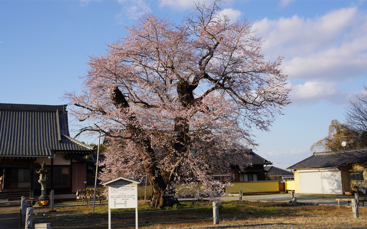 坂東市歓喜寺の江戸彼岸桜の開花