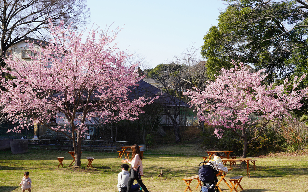 常総市の水海道あすなろの里の河津桜の開花状況写真