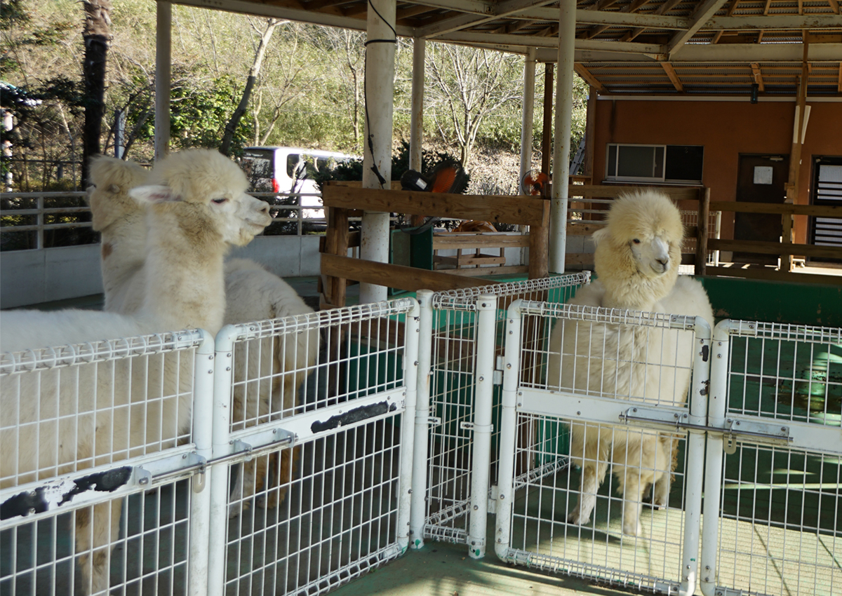 常総市の水海道あすなろ里のあすなろ動物園のアルパカ