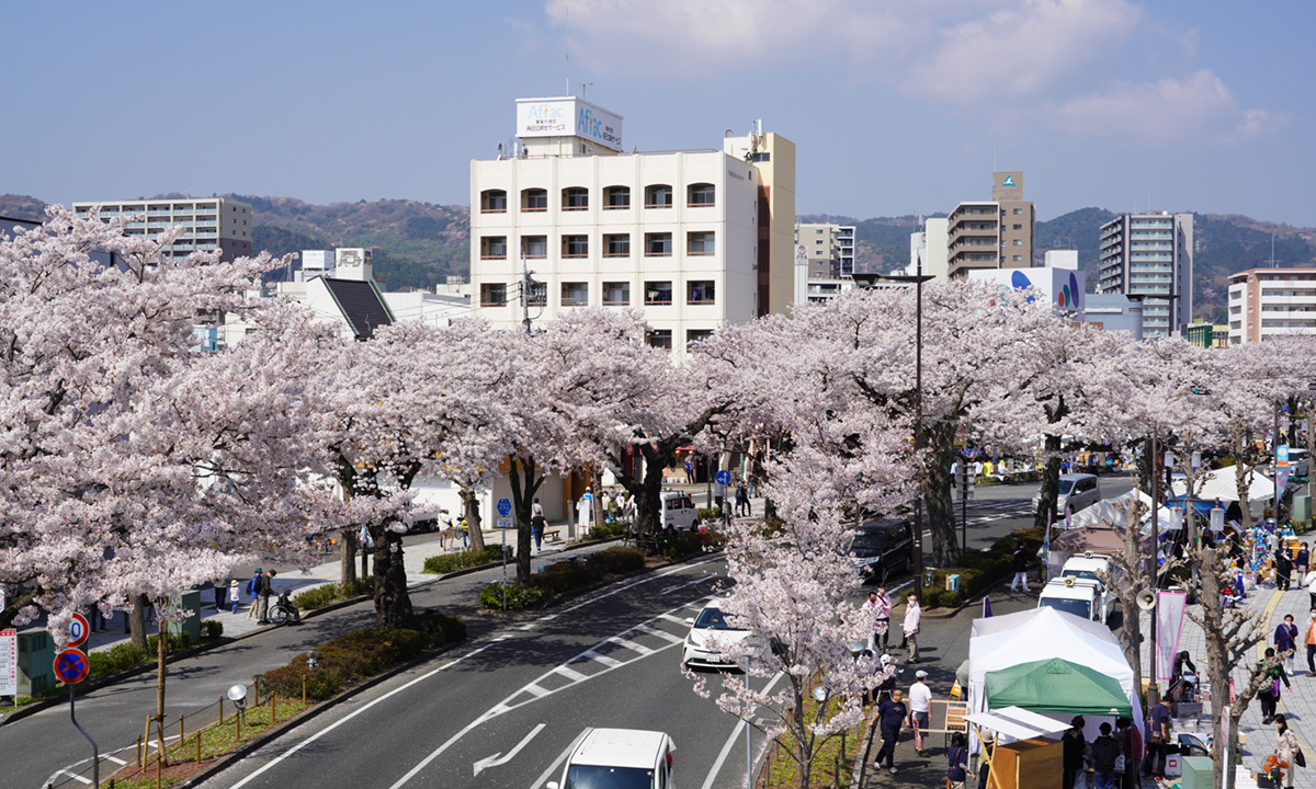 日立市平和通りの桜並木・桜祭りの路上様子