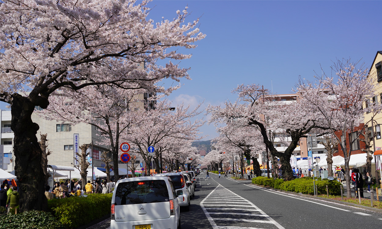 日立市平和通りの桜祭りの路上の様子