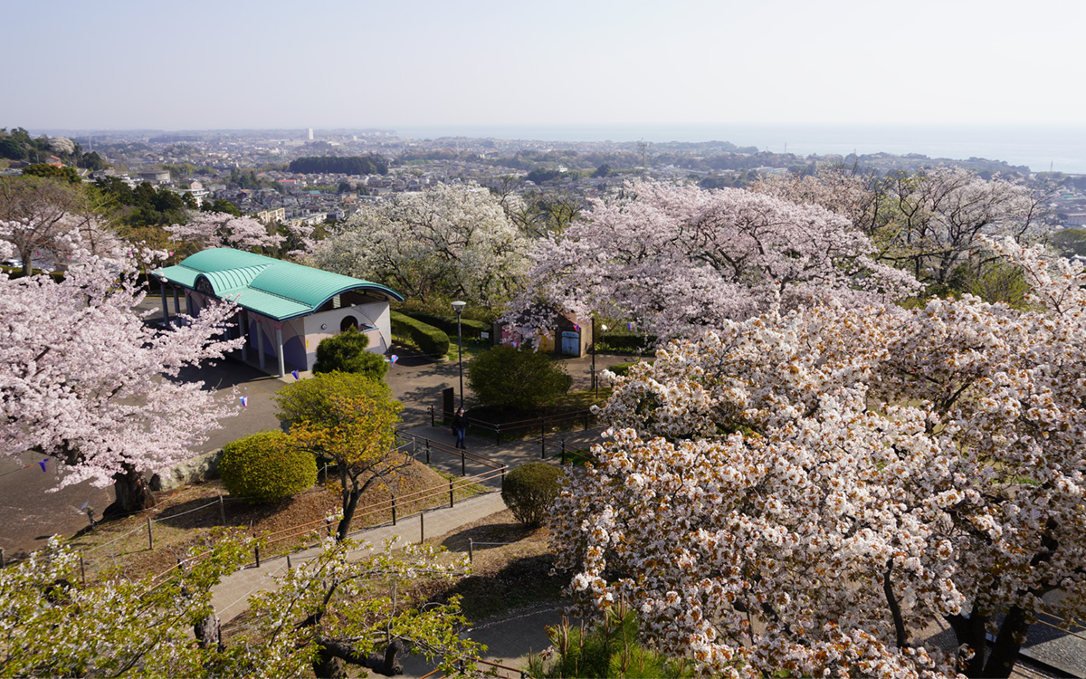 展望台からの桜開花状況