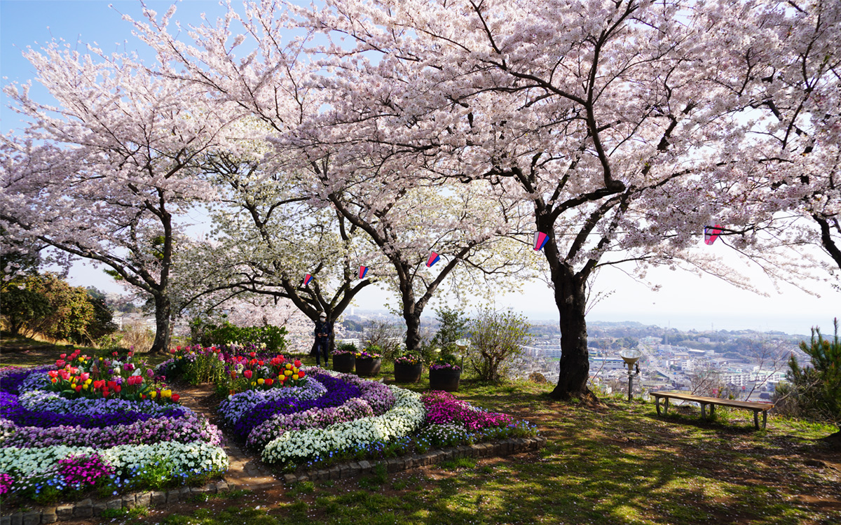 日立市かみね公園の桜とチューリップ等季節の花壇の展望施設