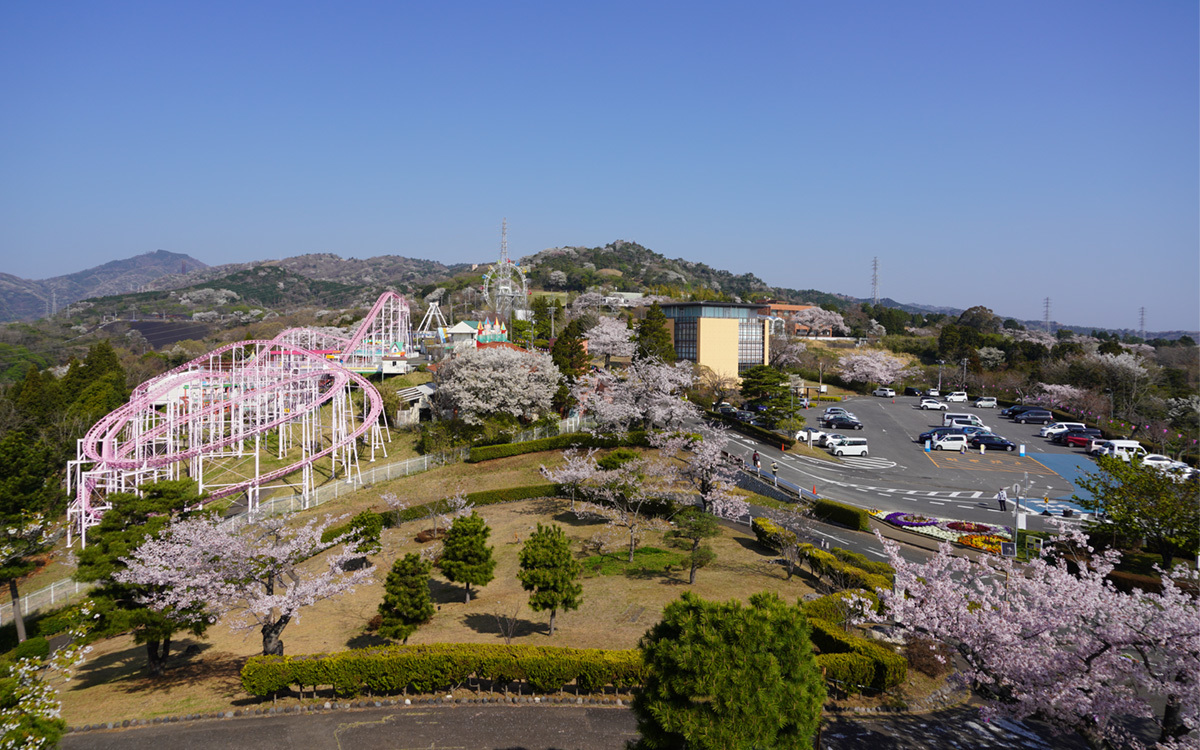 茨城県日立市の神峰公園の桜開花状況