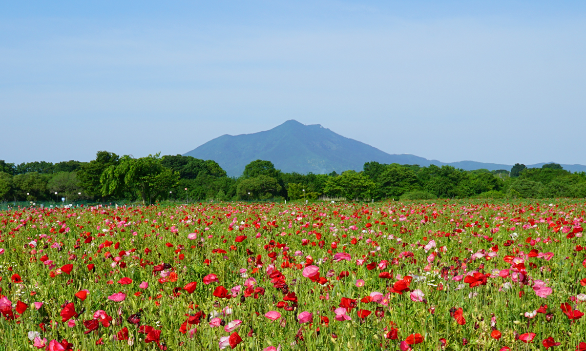 2023年5月16日の茨城県下妻市の小貝川ふれあい公園のポピー畑