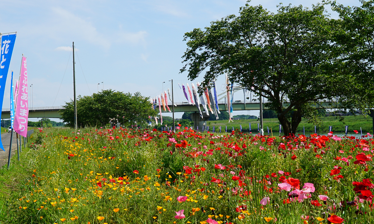 2023年5月16日の茨城県下妻市の鬼怒川フラワーラインのポピー畑