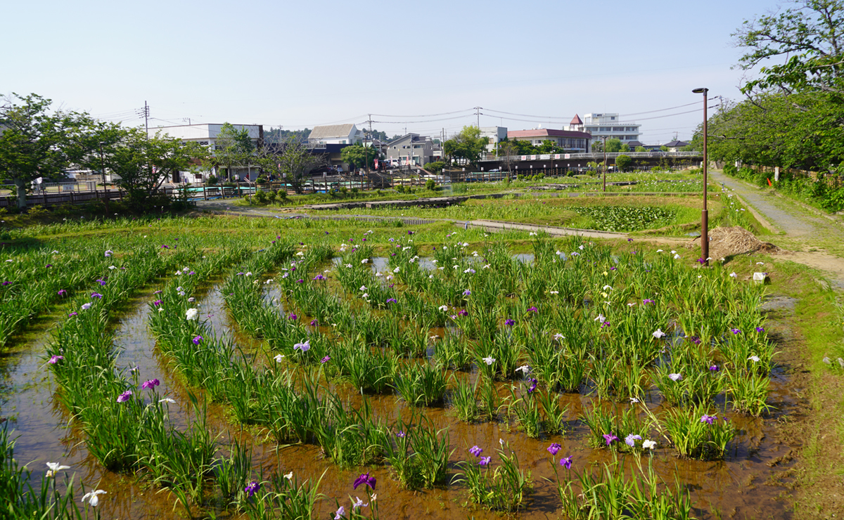 2023年5月18日の潮来市の水郷潮来あやめ園のあやめの開花の様子