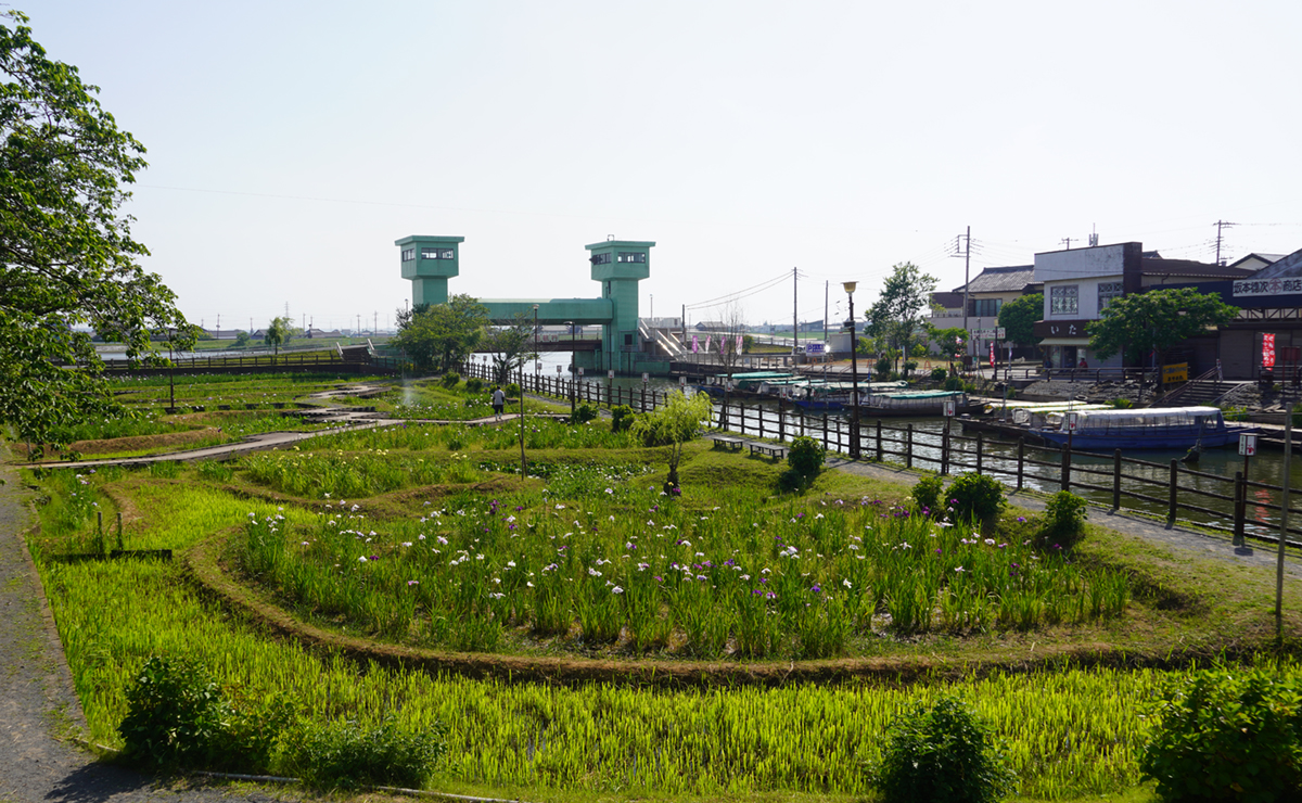 水郷潮来あやめ園の南側のあやめの開花状況