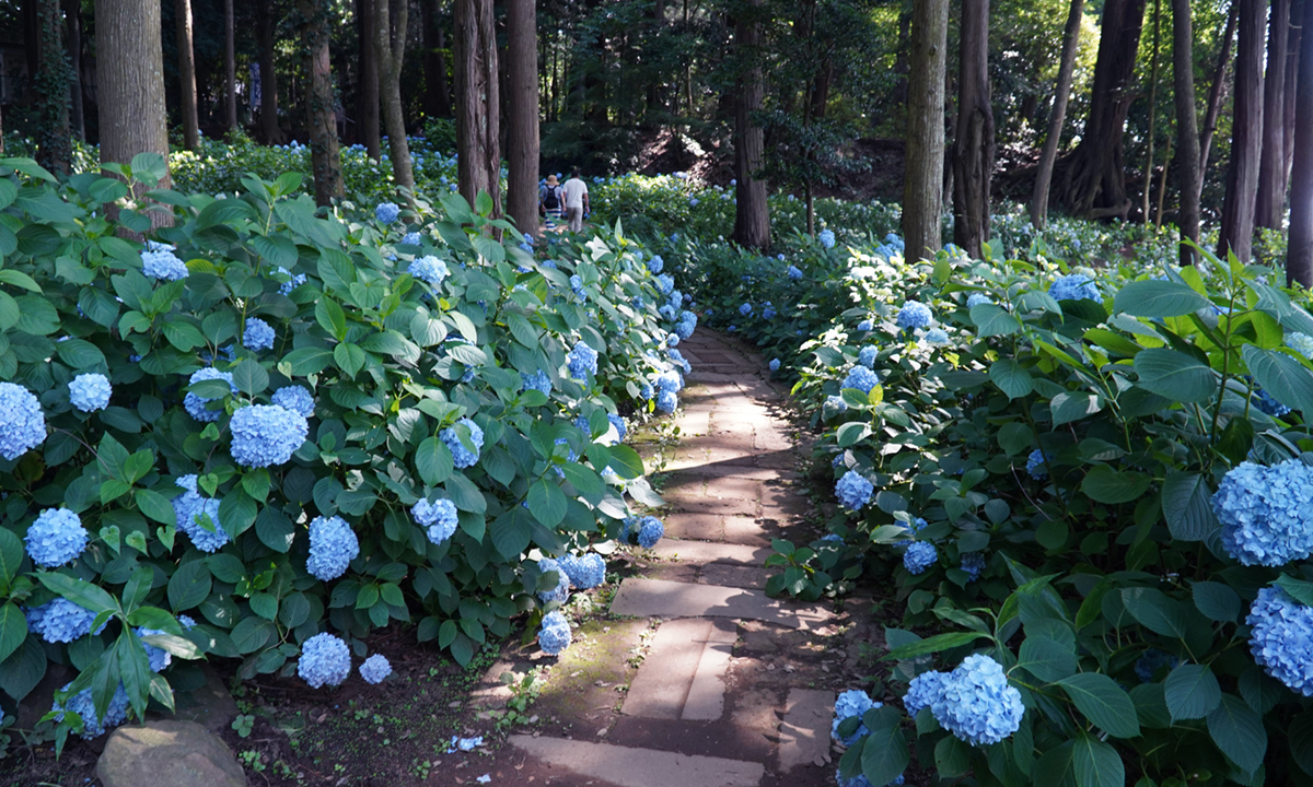 下妻市の大宝八幡宮のあじさい神苑の林間のあじさい