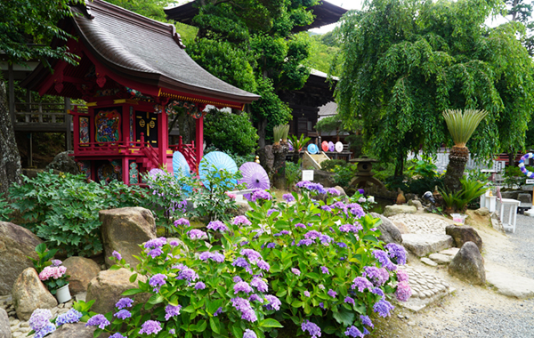 本堂南側・あじさいの水中花の池