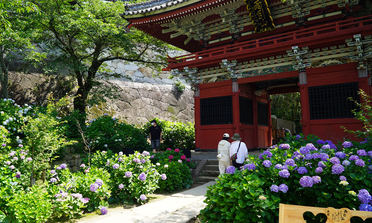 茨城県の紫陽花の名所・雨引観音の山門のあじさい