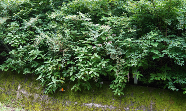 桜川市の茨城県7号線南側のタマアジサイの様子