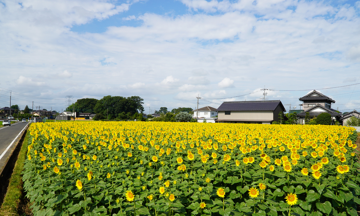 茨城県五霞町のひまわり畑の開花の様子