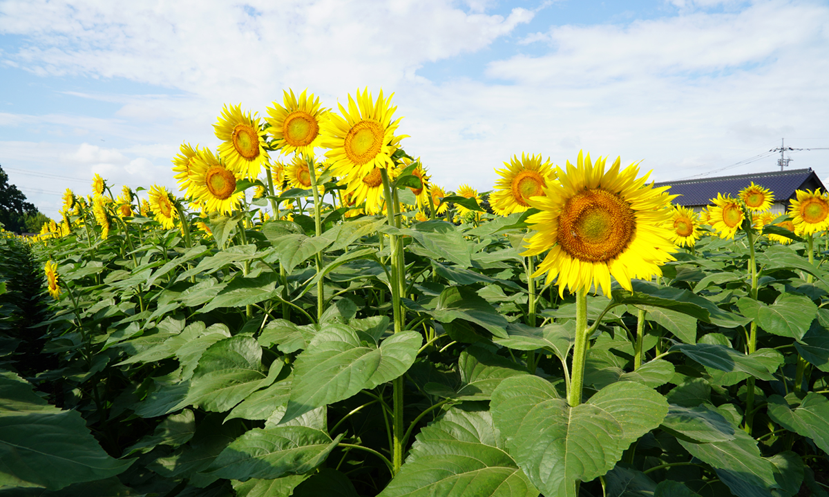 ひまわり畑の北側からのひまわりの開花状況