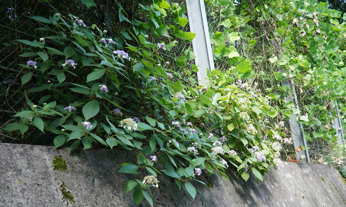 上曽峠までの県道7号線の途中のタマアジサイの開花