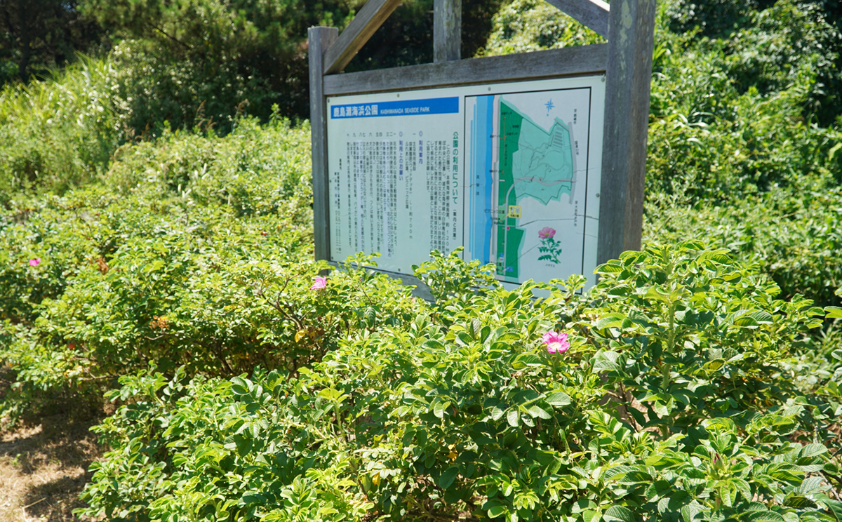 茨城県鉾田市の鹿島灘海浜公園のハマナスロードのハマナスの花