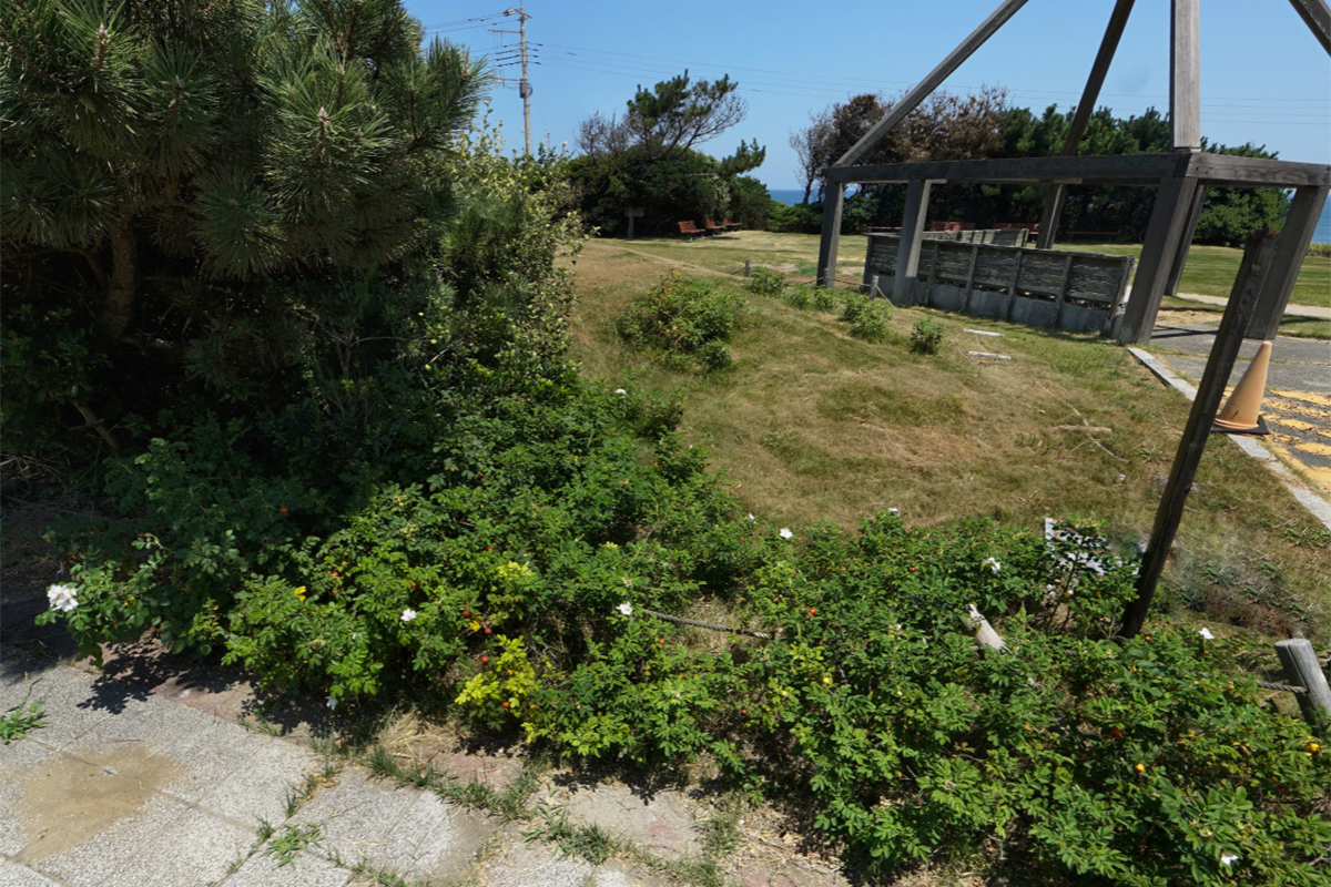 鉾田市の鹿島灘海浜公園のハマナスロードの鉾田海水浴場側の白いハマナス