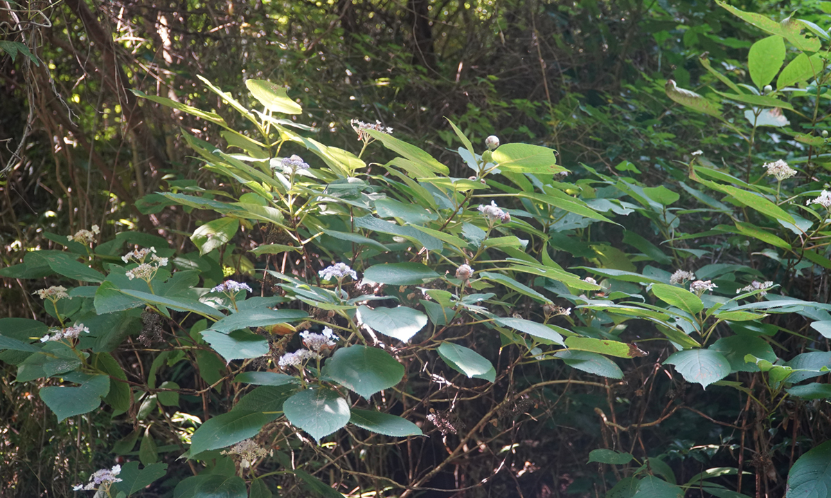 茨城県石岡市の不動峠から下った右側の谷の斜面のタマアジサイの花の開花の様子