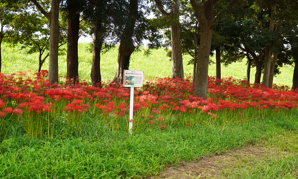 取手市の小貝川リバーサイトパークの西側(上流)の彼岸花の開花状況