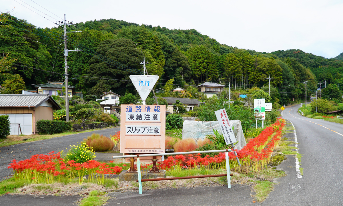 太田地区東部のフルーツラインの彼岸花の開花の様子