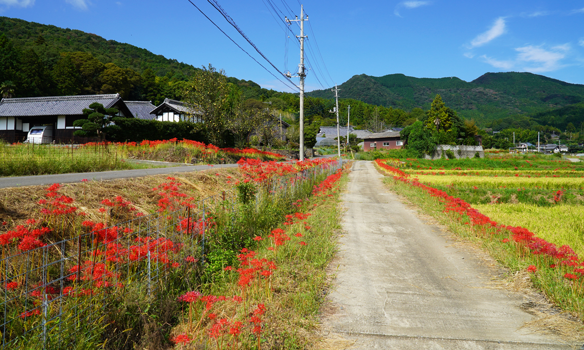 石岡市太田地区南部の彼岸花群生地の開花の様子