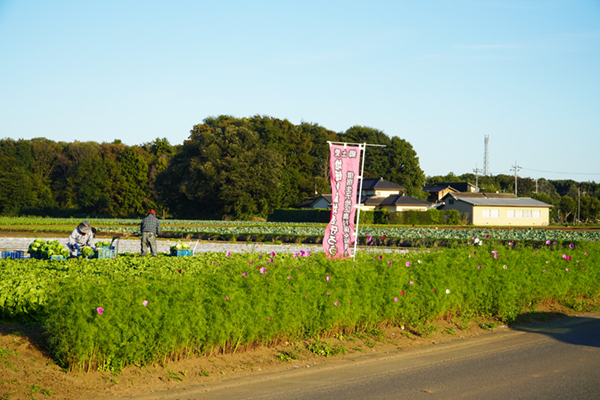 借宿生子生子コスモス街道の10月22日現在の開花状況の様子