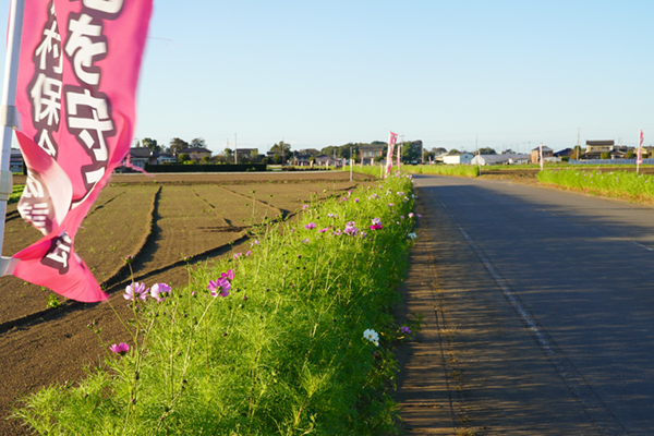 茨城県坂東市の生子コスモス街道のコスモス開花状況