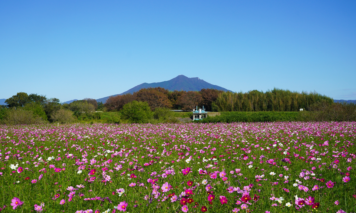 コスモス畑と筑波山