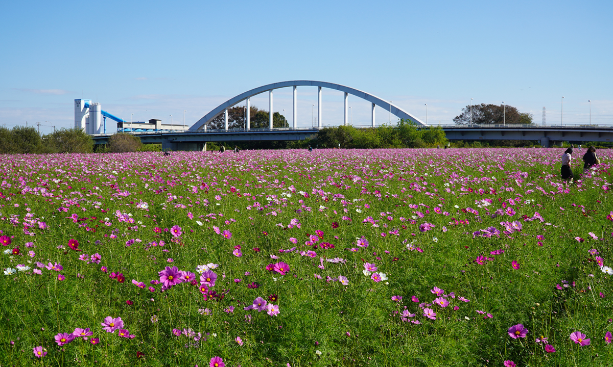 スモス畑と祝橋の景観