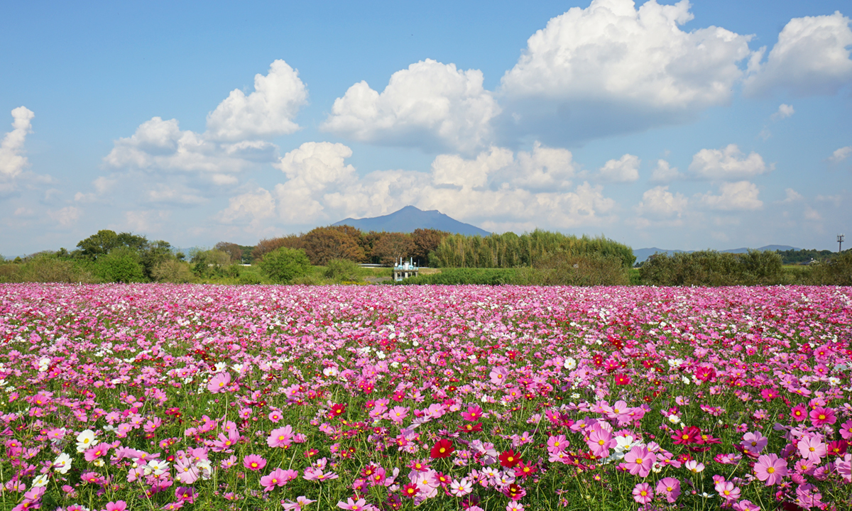 小貝川ふれあい公園のコスモス畑