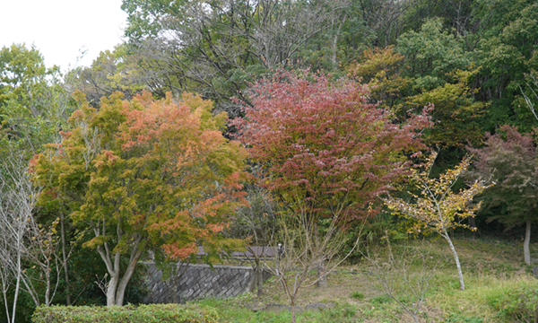 筑波山梅林の見返り縁台付近の紅葉