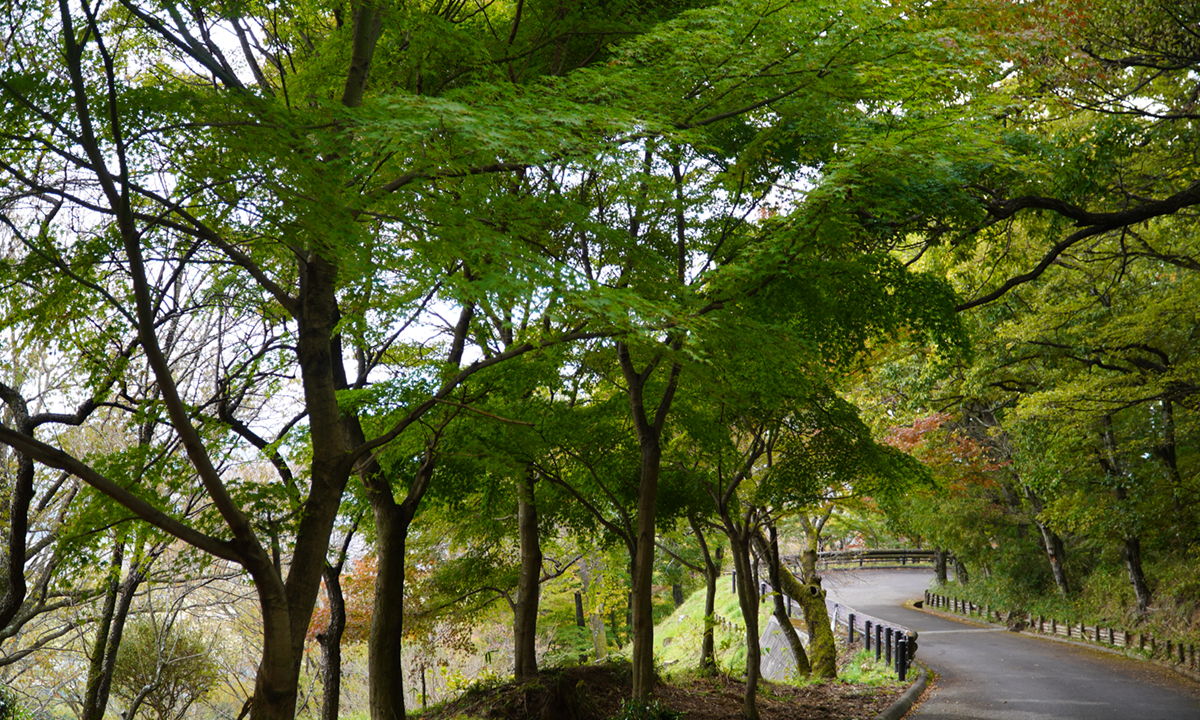 筑波山梅林の林道の紅葉の状況写真