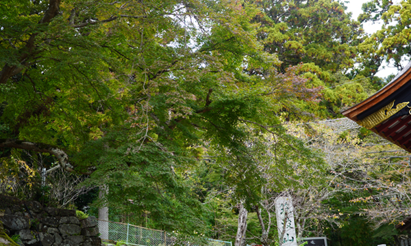 筑波神社境内の紅葉の様子