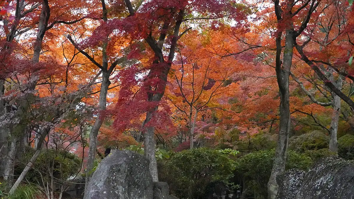 筑波山ケーブルカーの宮脇駅の東側のモミジ林の紅葉