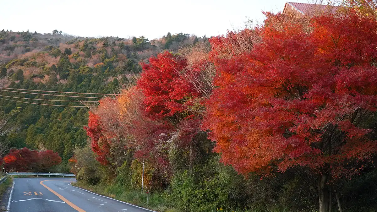 筑波スカイライン駐車場付近の紅葉