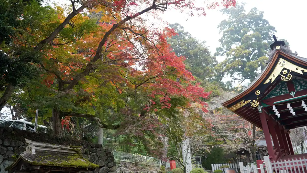 筑波山神社のモミジの紅葉の様子