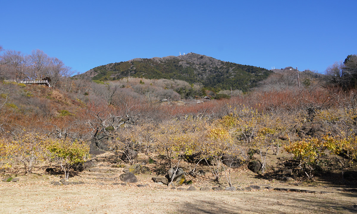 筑波山梅林の蝋梅の開花の景観