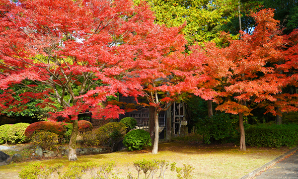 水戸市の茨城県立歴史館のモミジの紅葉