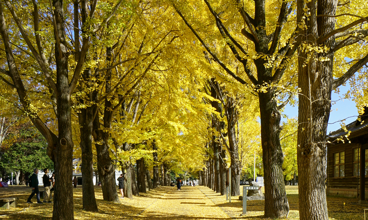 水戸市の茨城県立歴史館のイチョウ並木の黄葉
