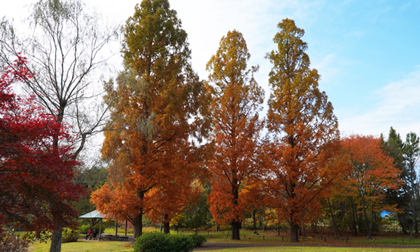 茨城県立歴史館のモミジの紅葉